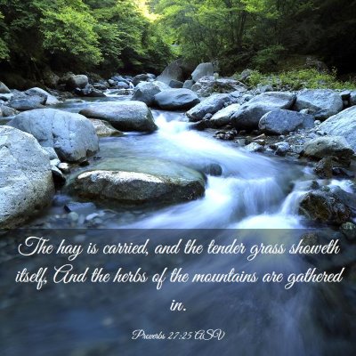 Picture 03 - Proverbs 27:25 ASV - The hay is carried, and the tender grass showeth - Bible Verse Picture