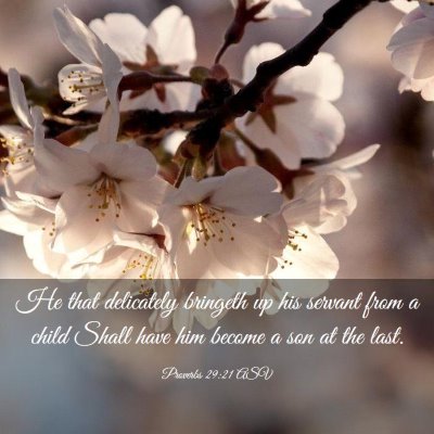 Picture 03 - Proverbs 29:21 ASV - He that delicately bringeth up his servant from a - Bible Verse Picture