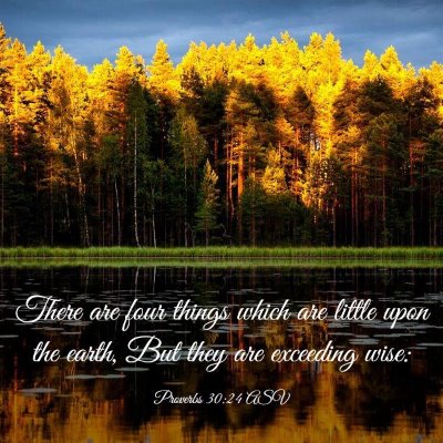 Picture 03 - Proverbs 30:24 ASV - There are four things which are little upon the - Bible Verse Picture
