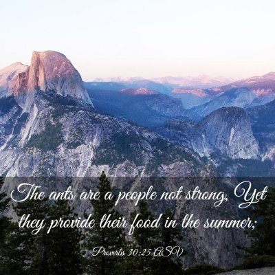 Picture 03 - Proverbs 30:25 ASV - The ants are a people not strong, Yet they - Bible Verse Picture