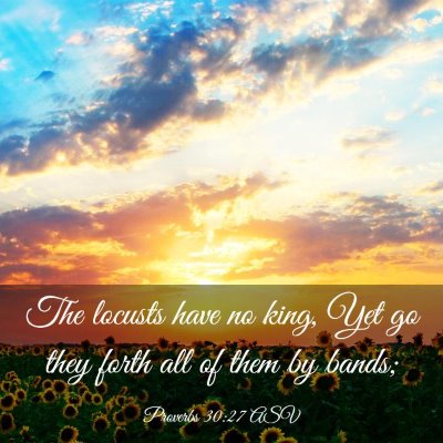 Picture 03 - Proverbs 30:27 ASV - The locusts have no king, Yet go they forth all - Bible Verse Picture