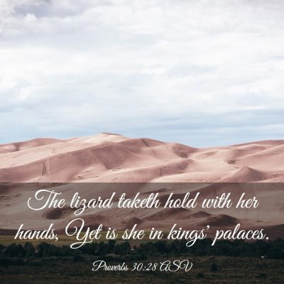 Picture 03 - Proverbs 30:28 ASV - The lizard taketh hold with her hands, Yet is she - Bible Verse Picture