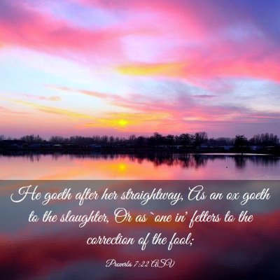 Picture 03 - Proverbs 7:22 ASV - He goeth after her straightway, As an ox goeth to - Bible Verse Picture