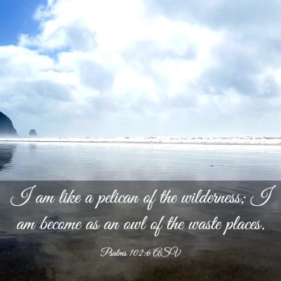 Picture 03 - Psalms 102:6 ASV - I am like a pelican of the wilderness; I am - Bible Verse Picture