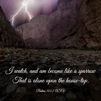 Picture 03 - Psalms 102:7 ASV - I watch, and am become like a sparrow That is - Bible Verse Picture