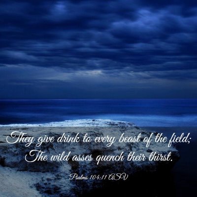 Picture 03 - Psalms 104:11 ASV - They give drink to every beast of the field; The - Bible Verse Picture