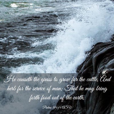 Picture 03 - Psalms 104:14 ASV - He causeth the grass to grow for the cattle, And - Bible Verse Picture
