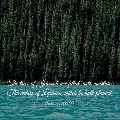 Picture 03 - Psalms 104:16 ASV - The trees of Jehovah are filled `with moisture', - Bible Verse Picture