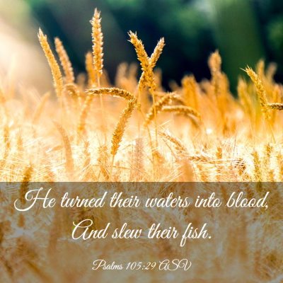 Picture 03 - Psalms 105:29 ASV - He turned their waters into blood, And slew their - Bible Verse Picture