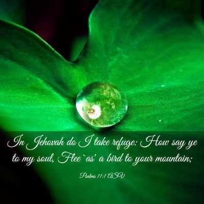 Picture 03 - Psalms 11:1 ASV - In Jehovah do I take refuge: How say ye to my - Bible Verse Picture