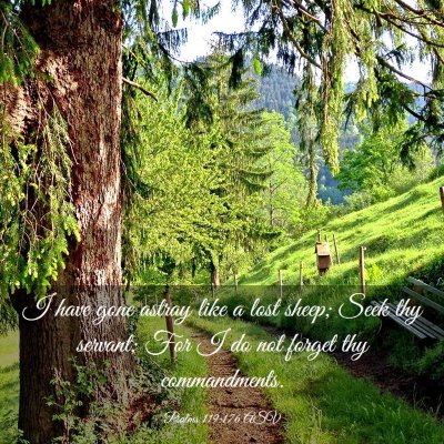 Picture 03 - Psalms 119:176 ASV - I have gone astray like a lost sheep; Seek thy - Bible Verse Picture