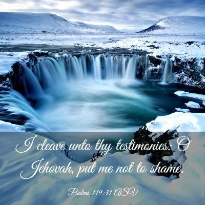 Picture 03 - Psalms 119:31 ASV - I cleave unto thy testimonies: O Jehovah, put me - Bible Verse Picture