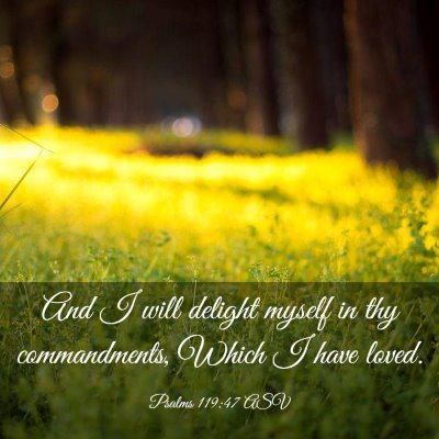 Picture 03 - Psalms 119:47 ASV - And I will delight myself in thy commandments, - Bible Verse Picture