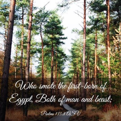 Picture 03 - Psalms 135:8 ASV - Who smote the first-born of Egypt, Both of man - Bible Verse Picture