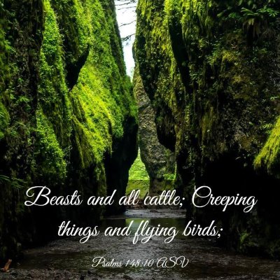 Picture 03 - Psalms 148:10 ASV - Beasts and all cattle; Creeping things and flying - Bible Verse Picture
