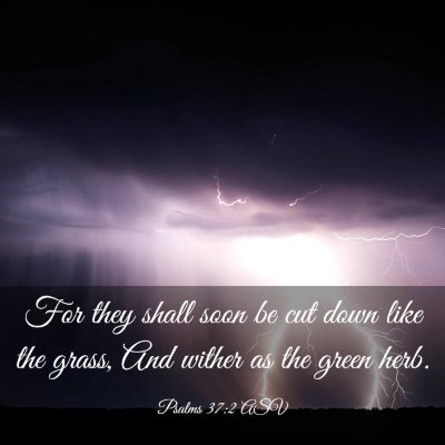 Picture 03 - Psalms 37:2 ASV - For they shall soon be cut down like the grass, - Bible Verse Picture