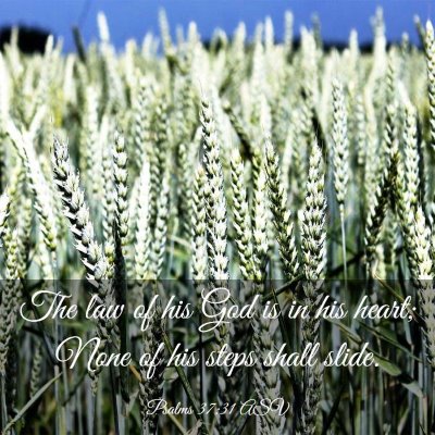 Picture 03 - Psalms 37:31 ASV - The law of his God is in his heart; None of his - Bible Verse Picture