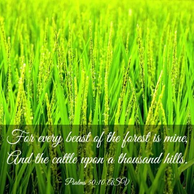 Picture 03 - Psalms 50:10 ASV - For every beast of the forest is mine, And the - Bible Verse Picture