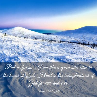 Picture 03 - Psalms 52:8 ASV - But as for me, I am like a green olive-tree in - Bible Verse Picture