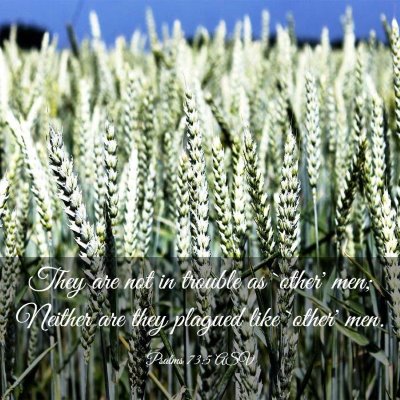 Picture 03 - Psalms 73:5 ASV - They are not in trouble as `other' men; Neither - Bible Verse Picture