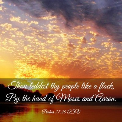 Picture 03 - Psalms 77:20 ASV - Thou leddest thy people like a flock, By the hand - Bible Verse Picture