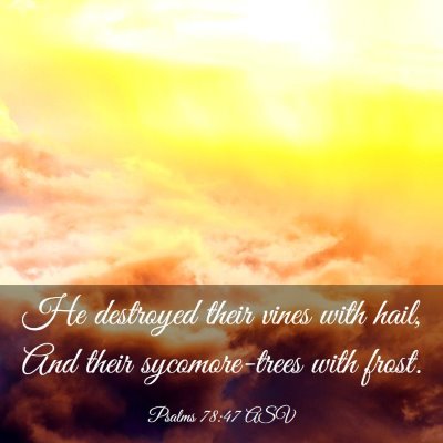 Picture 03 - Psalms 78:47 ASV - He destroyed their vines with hail, And their - Bible Verse Picture