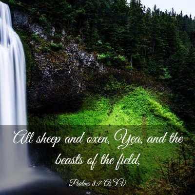 Picture 03 - Psalms 8:7 ASV - All sheep and oxen, Yea, and the beasts of the - Bible Verse Picture