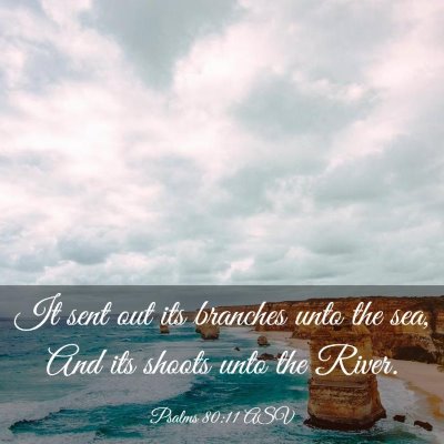 Picture 03 - Psalms 80:11 ASV - It sent out its branches unto the sea, And its - Bible Verse Picture