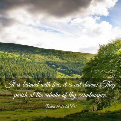 Picture 03 - Psalms 80:16 ASV - It is burned with fire, it is cut down: They - Bible Verse Picture