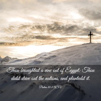 Picture 03 - Psalms 80:8 ASV - Thou broughtest a vine out of Egypt: Thou didst - Bible Verse Picture
