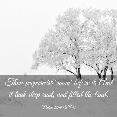 Picture 03 - Psalms 80:9 ASV - Thou preparedst `room' before it, And it took - Bible Verse Picture