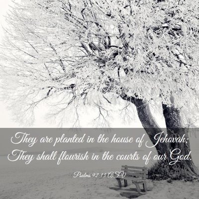 Picture 03 - Psalms 92:13 ASV - They are planted in the house of Jehovah; They - Bible Verse Picture