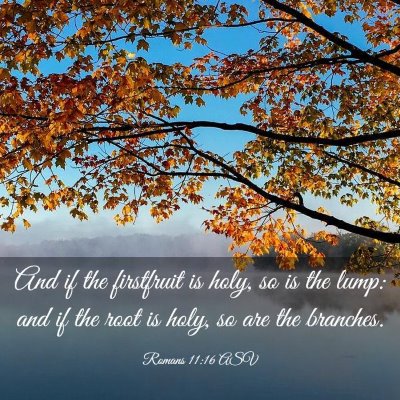 Picture 03 - Romans 11:16 ASV - And if the firstfruit is holy, so is the lump: - Bible Verse Picture