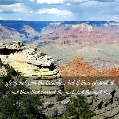Picture 03 - Romans 11:18 ASV - glory not over the branches: but if thou - Bible Verse Picture