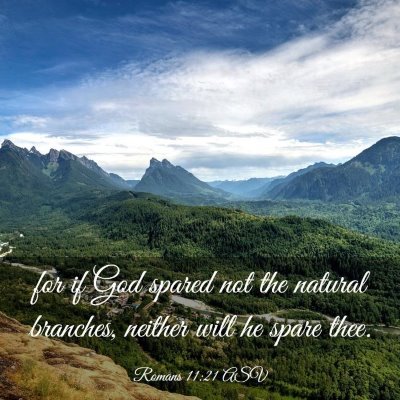 Picture 03 - Romans 11:21 ASV - for if God spared not the natural branches, - Bible Verse Picture