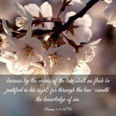 Picture 03 - Romans 3:20 ASV - because by the works of the law shall no flesh be - Bible Verse Picture