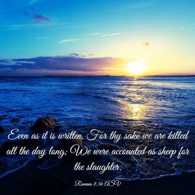 Picture 03 - Romans 8:36 ASV - Even as it is written, For thy sake we are killed - Bible Verse Picture