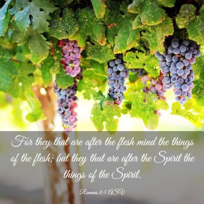 Picture 03 - Romans 8:5 ASV - For they that are after the flesh mind the things - Bible Verse Picture