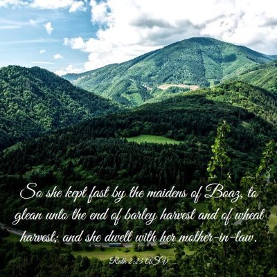 Picture 03 - Ruth 2:23 ASV - So she kept fast by the maidens of Boaz, to glean - Bible Verse Picture