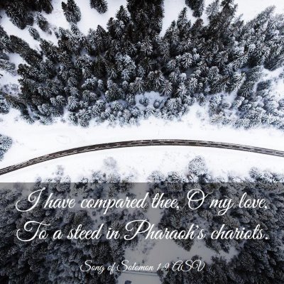 Picture 03 - Song of Solomon 1:9 ASV - I have compared thee, O my love, To a steed in - Bible Verse Picture