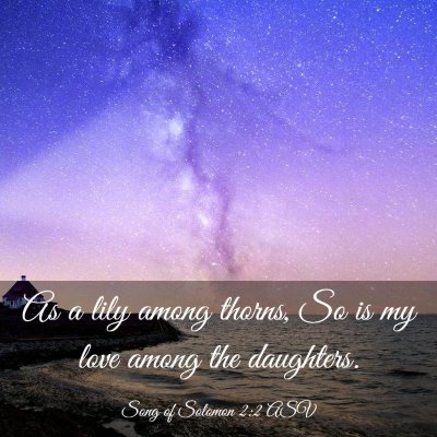 Picture 03 - Song of Solomon 2:2 ASV - As a lily among thorns, So is my love among the - Bible Verse Picture