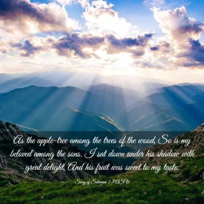 Picture 03 - Song of Solomon 2:3 ASV - As the apple-tree among the trees of the wood, So - Bible Verse Picture