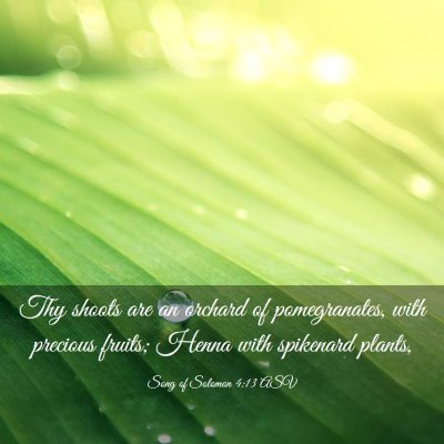 Picture 03 - Song of Solomon 4:13 ASV - Thy shoots are an orchard of pomegranates, with - Bible Verse Picture