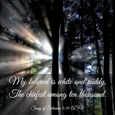 Picture 03 - Song of Solomon 5:10 ASV - My beloved is white and ruddy, The chiefest among - Bible Verse Picture
