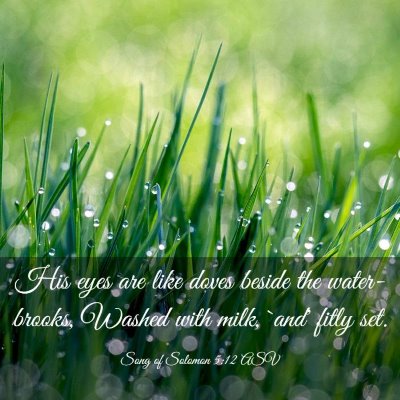 Picture 03 - Song of Solomon 5:12 ASV - His eyes are like doves beside the water-brooks, - Bible Verse Picture