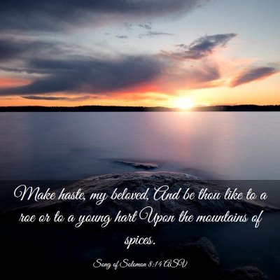 Picture 03 - Song of Solomon 8:14 ASV - Make haste, my beloved, And be thou like to a roe - Bible Verse Picture