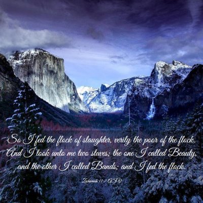 Picture 03 - Zechariah 11:7 ASV - So I fed the flock of slaughter, verily the poor - Bible Verse Picture
