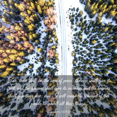 Picture 03 - Zechariah 8:12 ASV - For `there shall be' the seed of peace; the vine - Bible Verse Picture