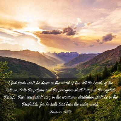 Picture 03 - Zephaniah 2:14 ASV - And herds shall lie down in the midst of her, all - Bible Verse Picture
