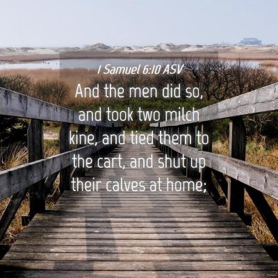 Picture 04 - 1 Samuel 6:10 ASV - And the men did so, and took two milch kine, and - Bible Verse Picture